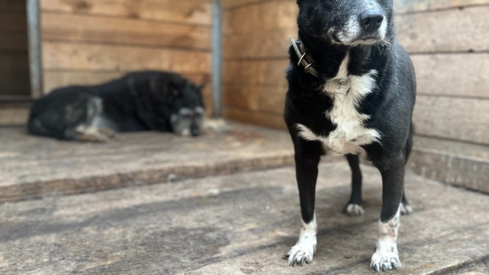 Аннушка 🐾