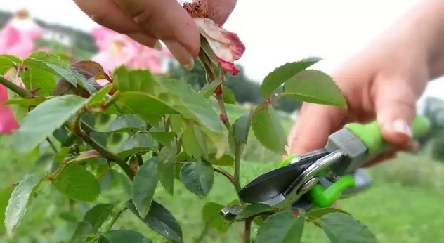 Как обрезать розы и другие цветущие кустарники в августе, чтобы не навредить?