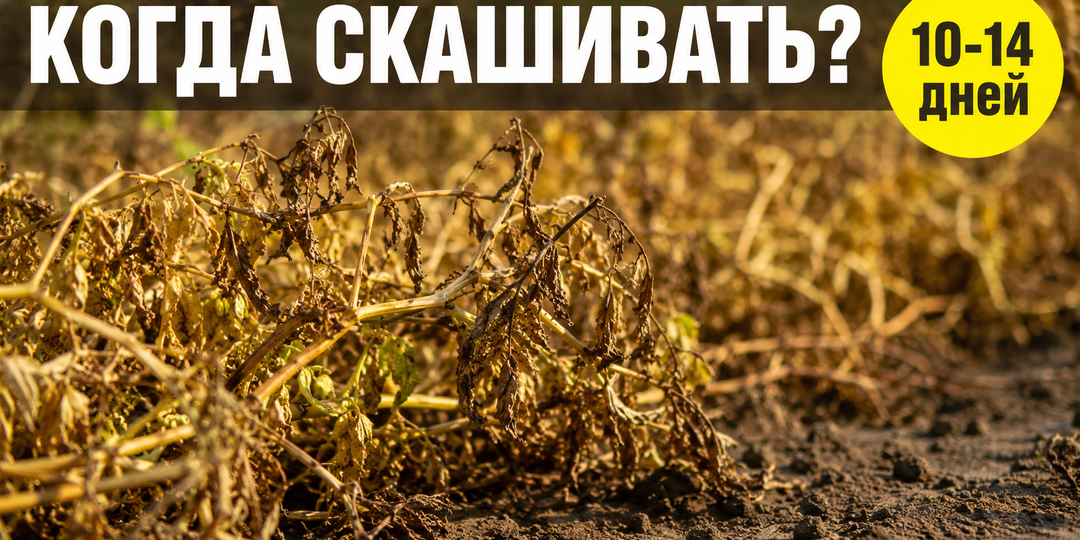 Картофель: за сколько до уборки скашивать ботву поздних сортов