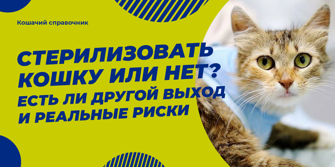 Стерилизовать кошку или нет? Есть ли другой выход и реальные риски