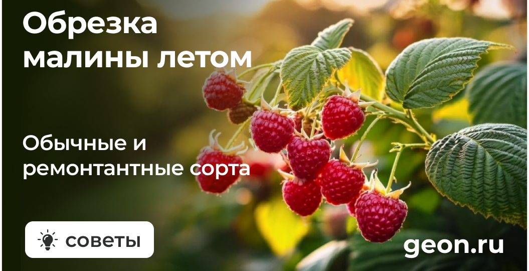 Как обрезать малину (обычную и ремонтантную) летом чтобы увеличить урожай