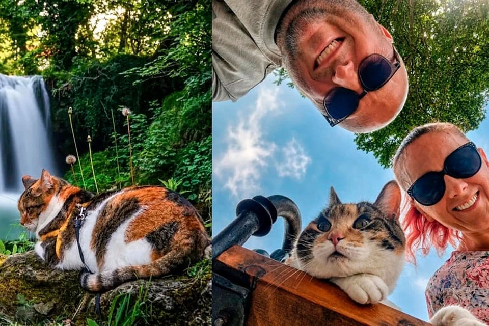    Кошку, которую альпинисты взяли в поход на Эльбрус так и не нашли. социальные сети