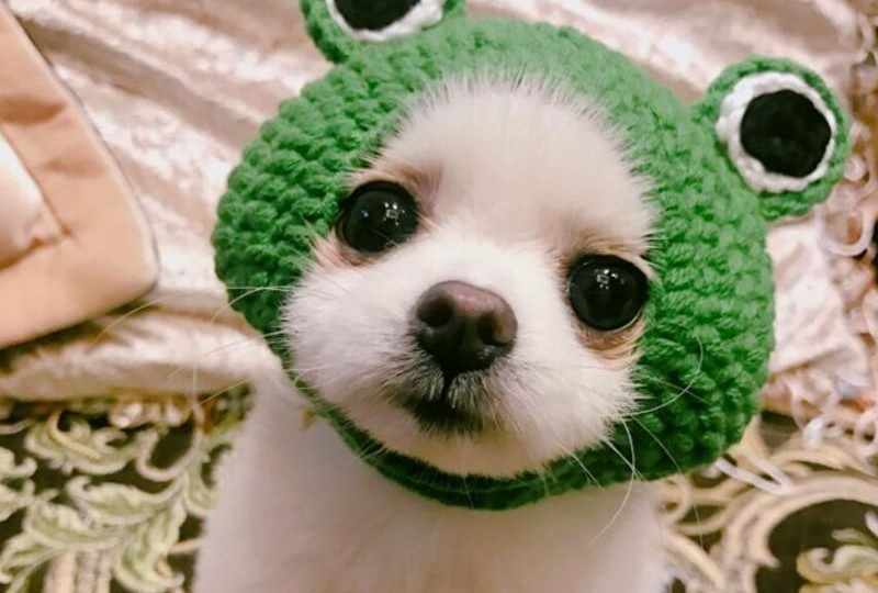 🐾 Забавные вязаные шапки и панамы для животных — тренд 2026, который реально продаётся