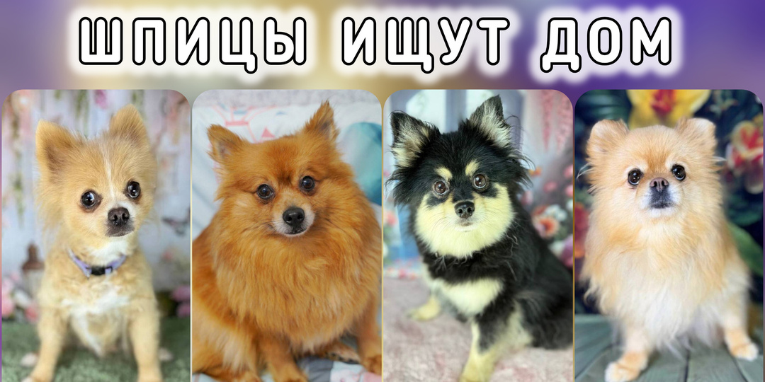 Маленькие девчушки шпицы ищут дом! Заберите собачку в свою семью♥️