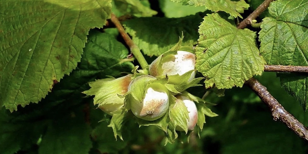ЛЕЩИНА ОБЫКНОВЕННАЯ (Corylus avellana)