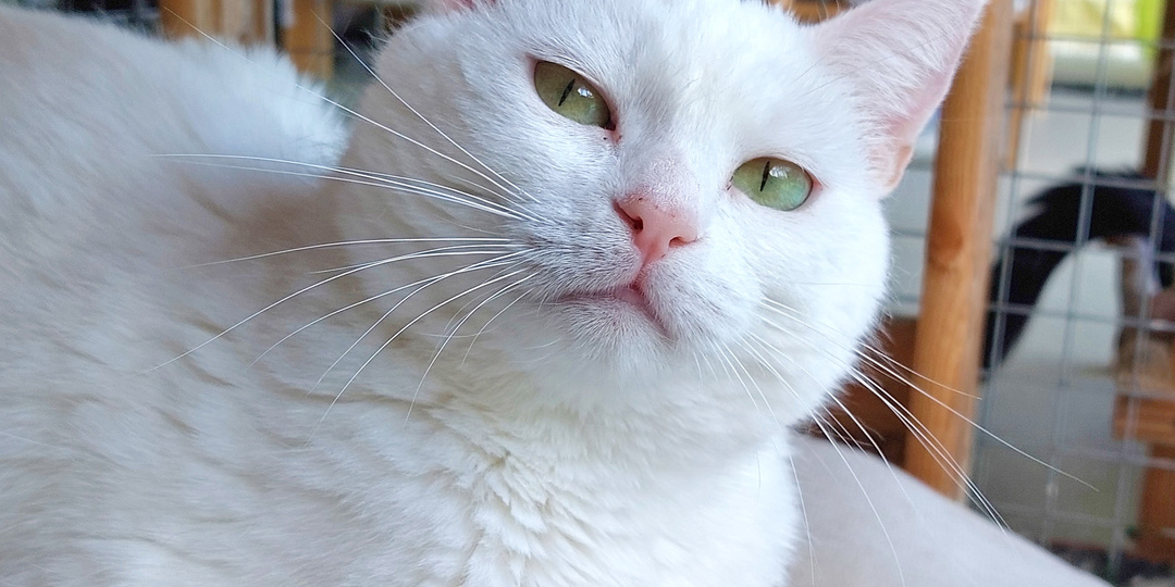 Кошка СНЕЖАНА ищет дом🏡