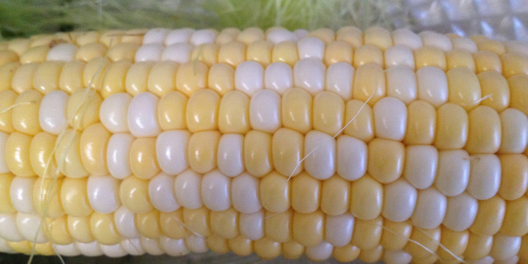 Хотела просто сварить 🌽кукурузу🌽, а у неё зёрна сразу двух цветов. Это нормально или как?