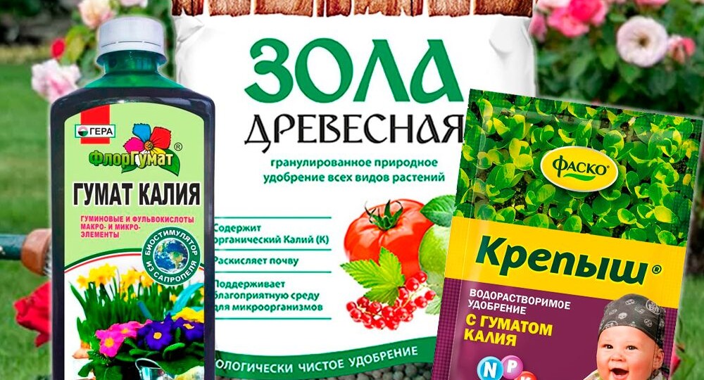 Подкормка роз в июле: чем удобрять для пышного и долгого цветения