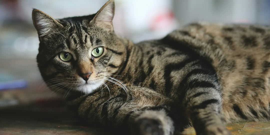 Соседский кот