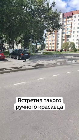 Кормят как котов 🐱 Ручные аисты в Беларуси