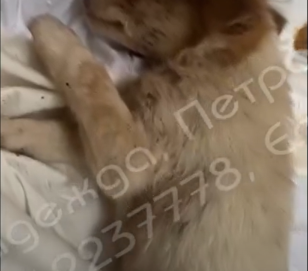 МИЛА УМИРАЕТ, РЕБЯТА 😭