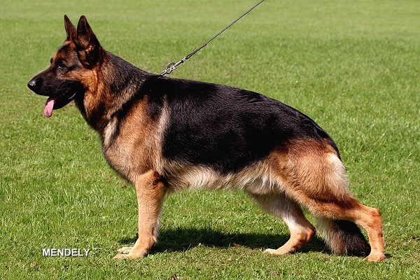 https://fci.be/en/nomenclature/GERMAN-SHEPHERD-DOG-166.html