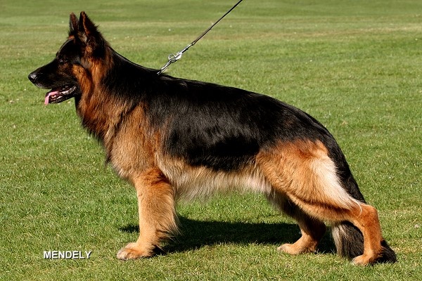 https://fci.be/en/nomenclature/GERMAN-SHEPHERD-DOG-166.html