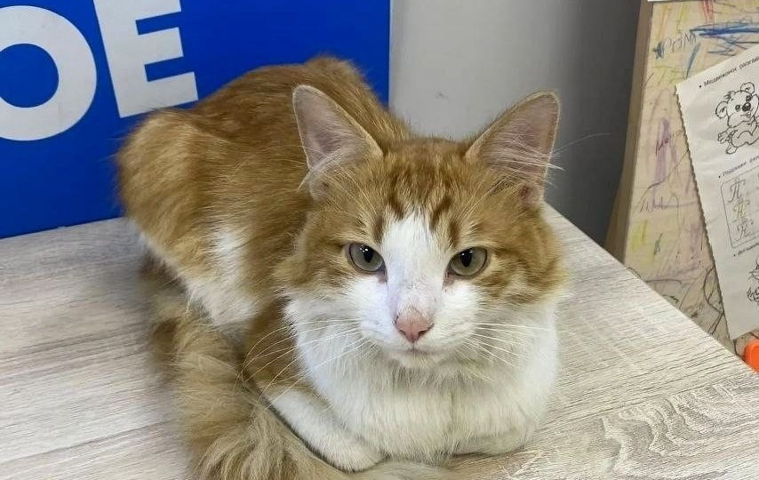 🆘 СРОЧНО 🆘Кот из пункта выдачи