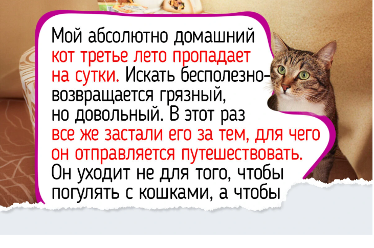 19 историй и фото котиков, от которых губы сами расплываются в улыбке