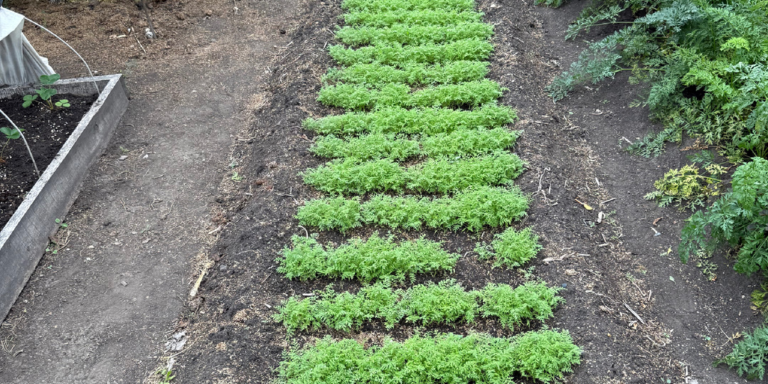 🏡 Сидераты: мои верные помощники для живой и здоровой земли🌾