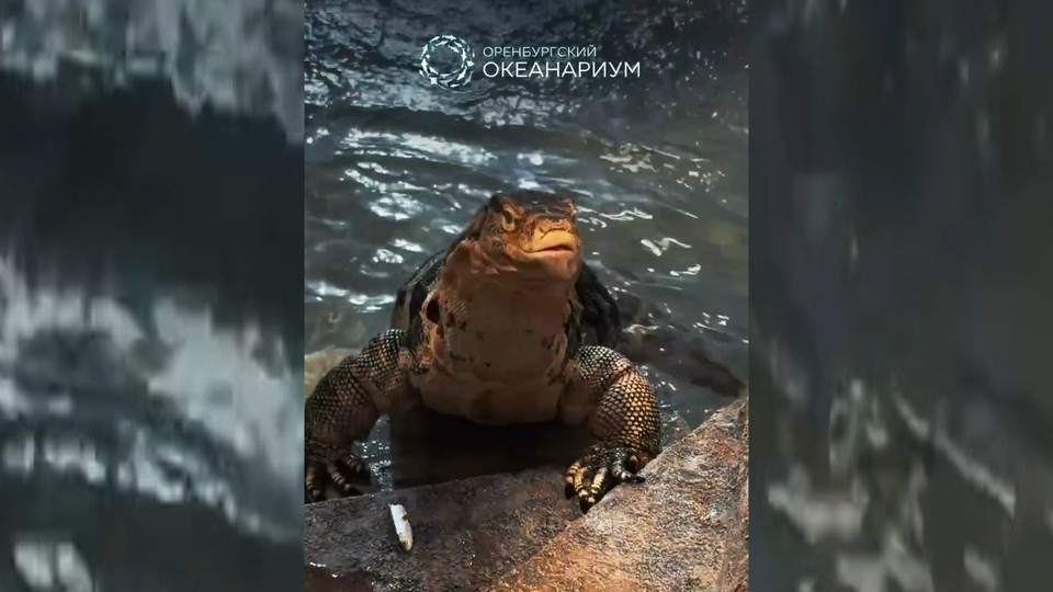    Фото: скриншот видео Оренбургского океанариума