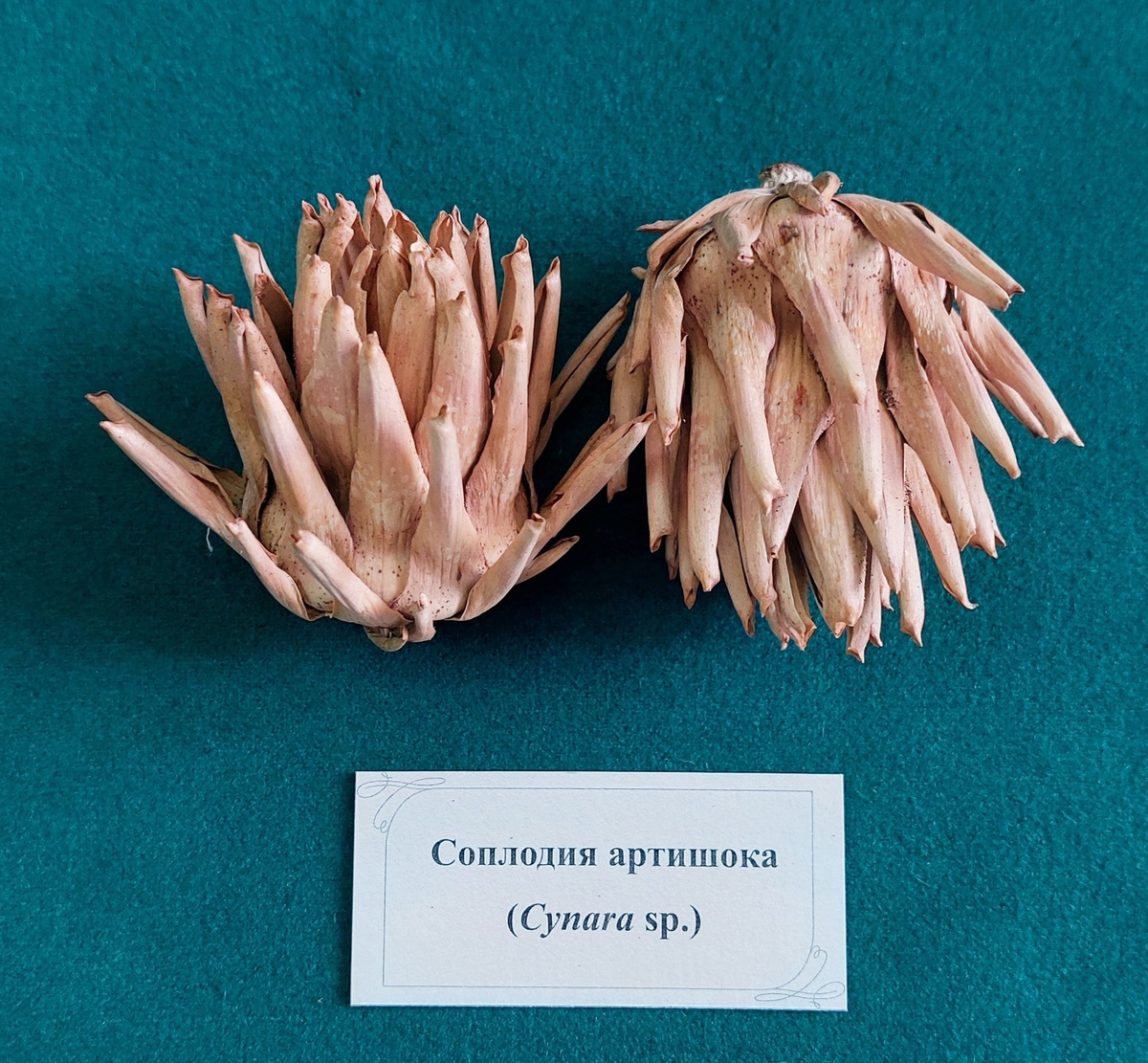 Артишоки из фондов Зоологического музея и гербария