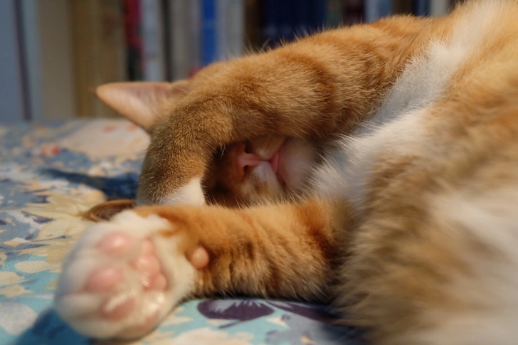 🙀 Видят ли кошки сны и бывают ли у них ночные кошмары