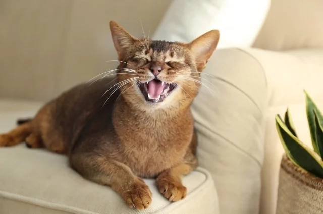 🐱 Научитесь понимать свою кошку: мимика, жесты, движения