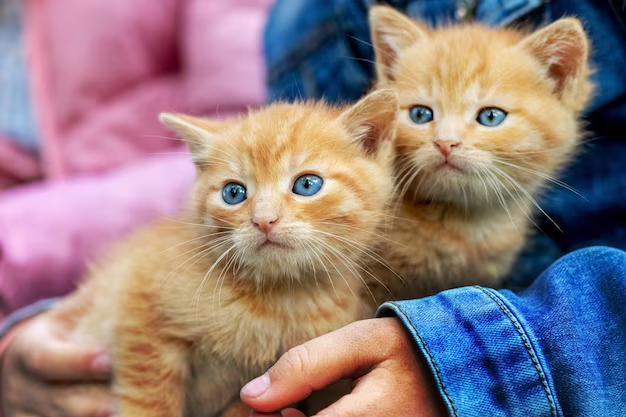 😺 Как определить пол котёнка: инструкция для новичков