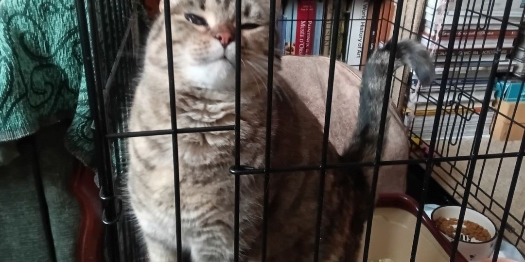 Пост-шанс для особенной кошечки