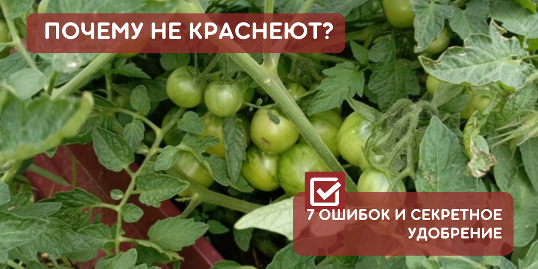 Август на дворе, а помидоры зеленые? 2 жестких способа заставить их покраснеть и 7 мифов, которые губят урожай