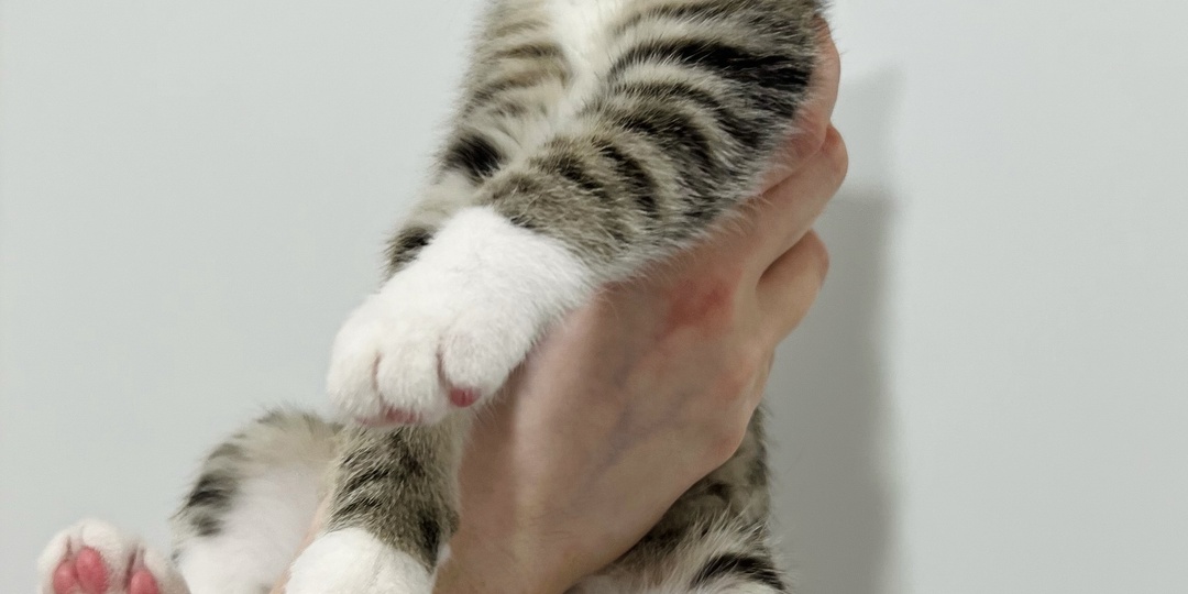 Кошечка МАЛЬВИНКА ищет дом🏡