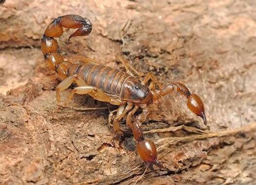 Чилийский скорпион Bothriurus coriaceus: уход, содержание и описание вида
