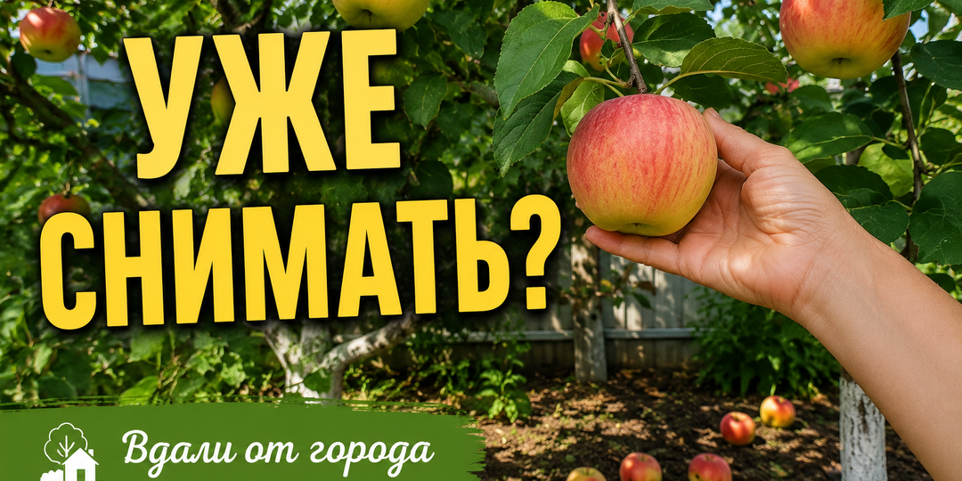 Ждёте, когда яблоки сами начнут падать? Эта ошибка в августе может оставить вас без нормального урожая на хранение