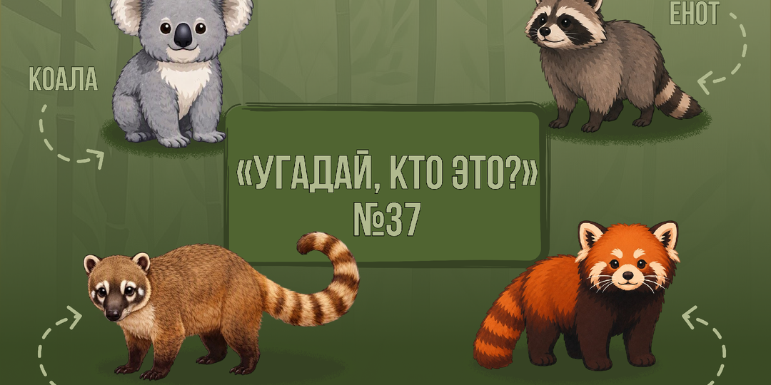 «Угадай, кто это?» №37