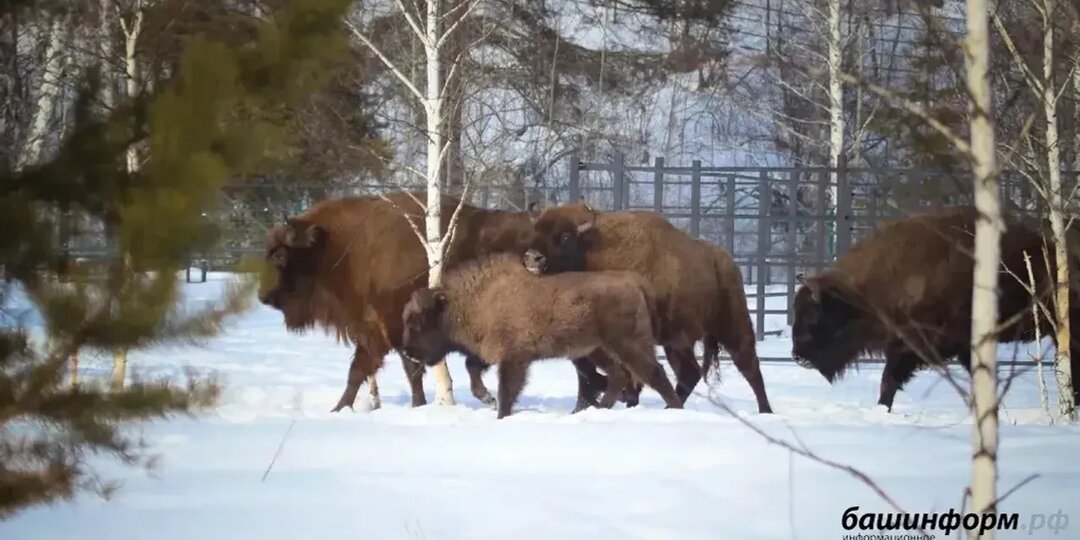 В Башкирию привезут еще девять зубров из Беларуси