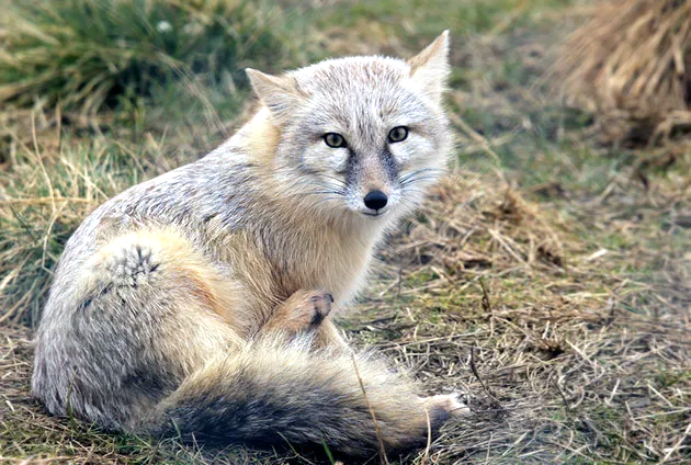 Корсак