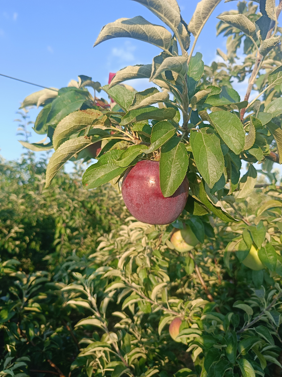 Наш сад