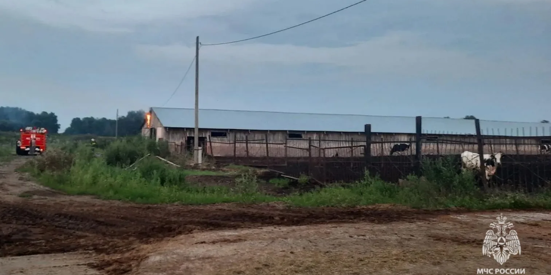 Сотню коров спасли при пожаре в Томской области