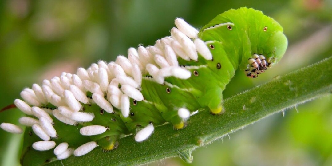 🐞🦟 Энтомофаги в саду: 5 помощников, которые в августе съедят вредителей за вас