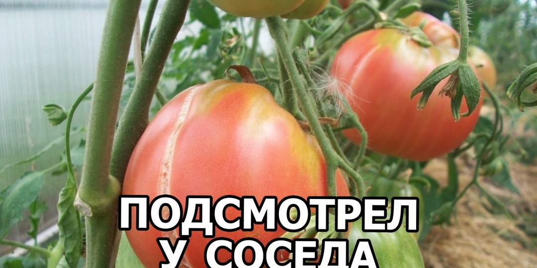 Трескаются помидоры в теплице: у соседа подсмотрел 4 вещи — сам не ожидал результата