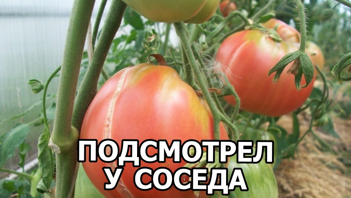 Такие трещины хоть раз видел каждый, кто выращивает томаты в теплице