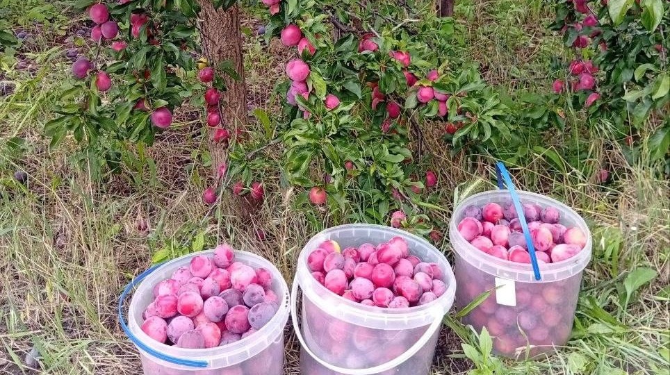 Главные ошибки августа, из-за которых урожай заканчивается раньше времени