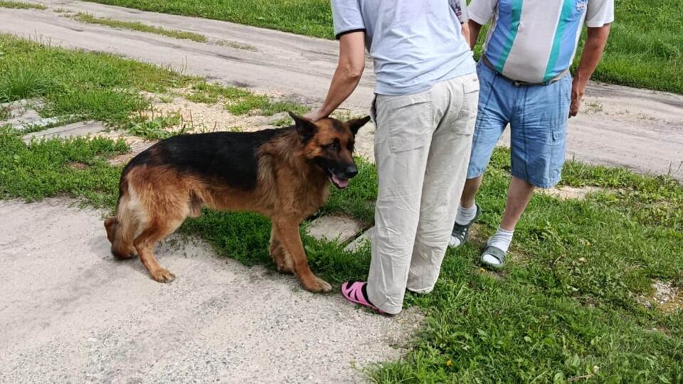Пополнение в семье, Или Кажется, у нас будет... собачка. Живем в деревне.