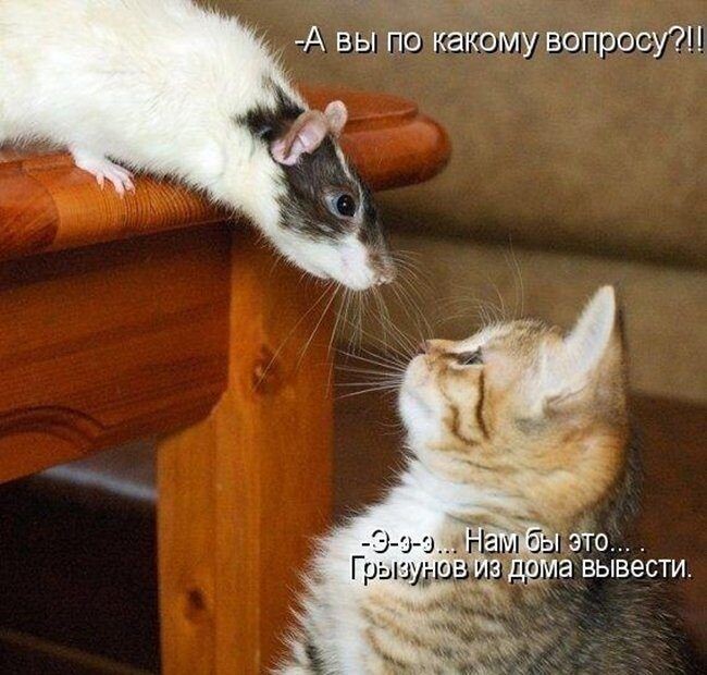 источник Яндекс-картинки