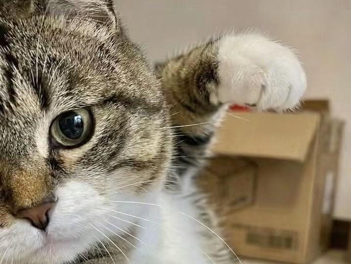 Ваша жизнь будет скучна, если рядом нет кота: 15 смешных снимков. Часть 2