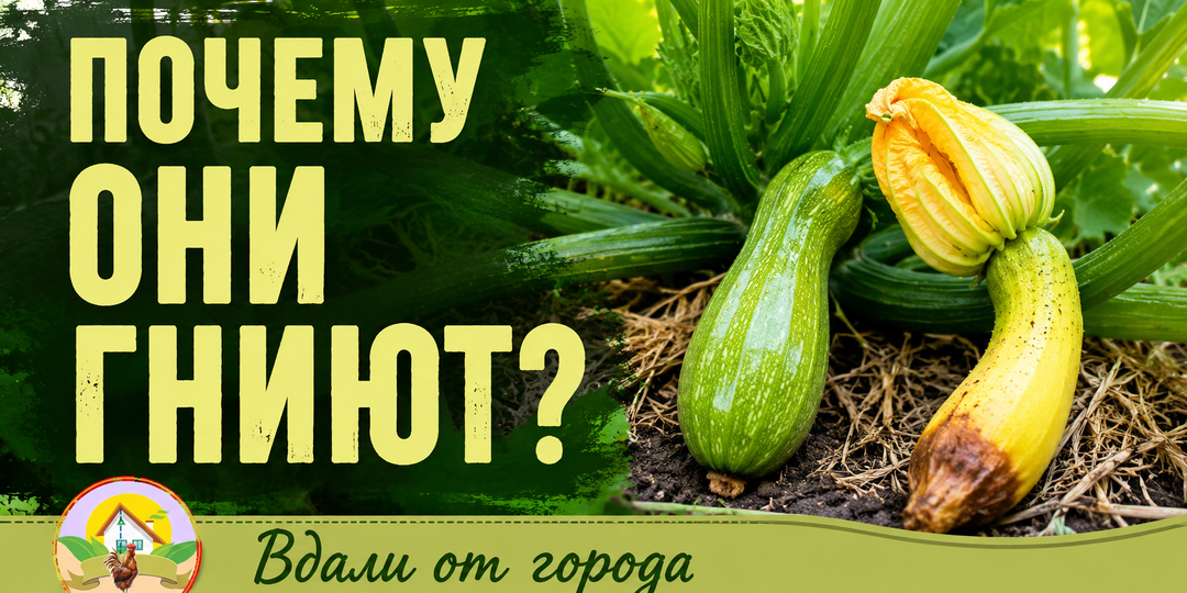Почему в августе молодые кабачки вдруг желтеют и сгнивают, хотя куст выглядит здоровым