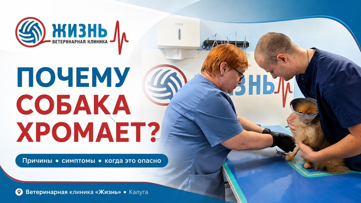Ветеринарный врач ортопед в Калуге. Ветклиника Жизнь.
