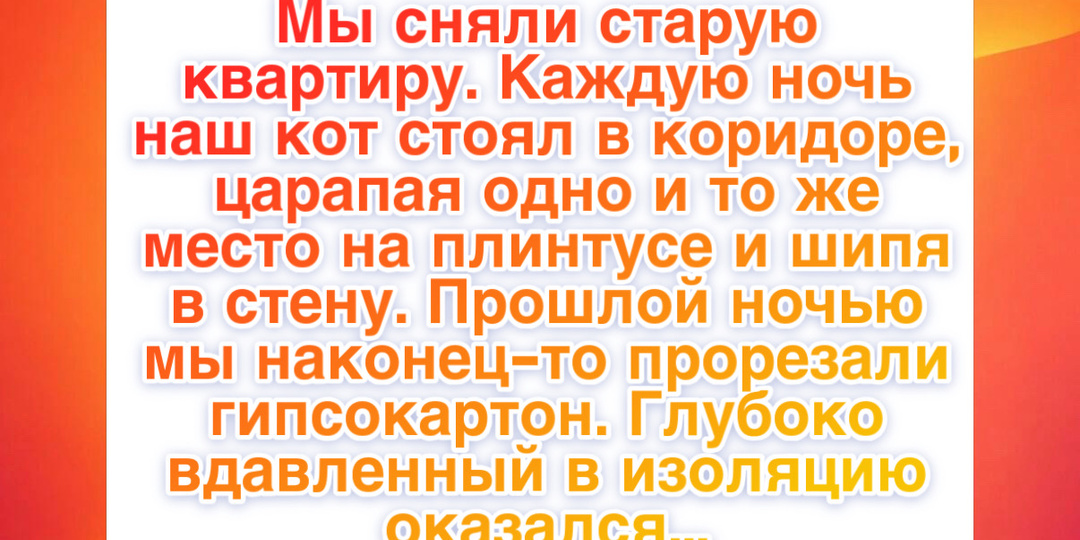 11 историй, которые доказывают: связь человека и животного способна исцелить даже одинокое сердце