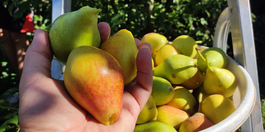 О таком варенье из груш поют песни и слагают легенды 🍐🍐🍐