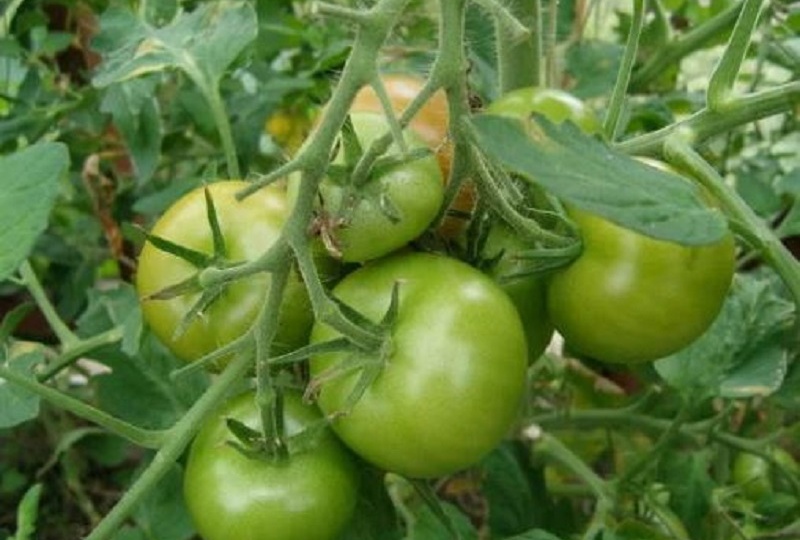 🍅 Томаты в августе на юге: 7 дел, которые решат судьбу урожая