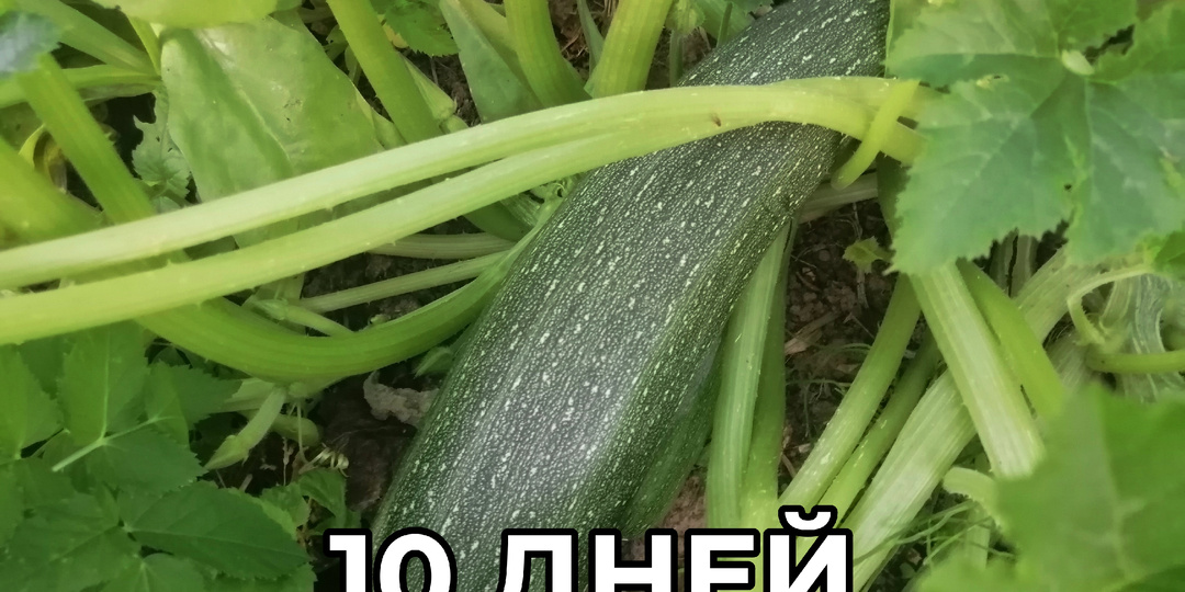 Кабачки перестали плодоносить: за 10 дней августа вернул кустам плодоношение