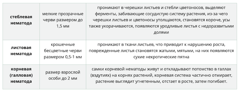Признаки нематоды на клубнике