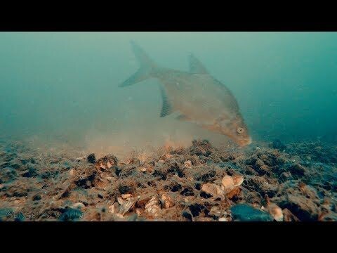Лещ в процессе кормёжки